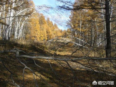 中国最冷的地方是什么地方_中国最冷的地方是什么地方哈尔滨