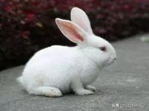 自编童话故事100字左右_自编童话故事100字