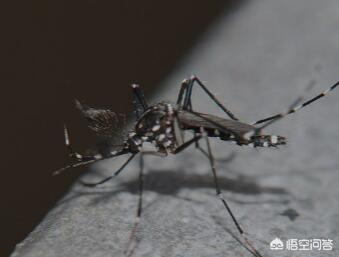 花斑蚊_花斑蚊图片