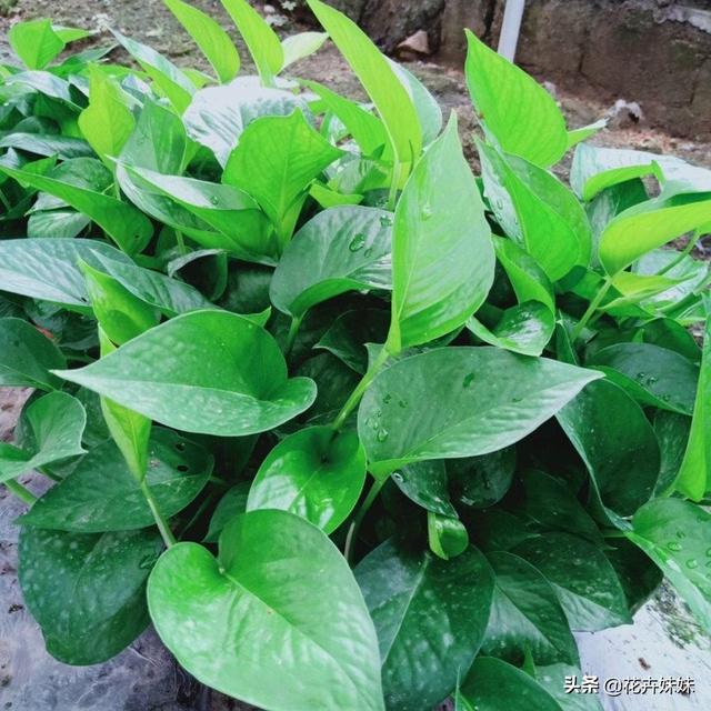 室内净化空气植物_室内净化空气植物哪几种是最好的不可以养