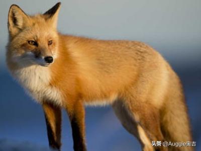 关于狐狸的故事_伊索寓言有哪些关于狐狸的故事