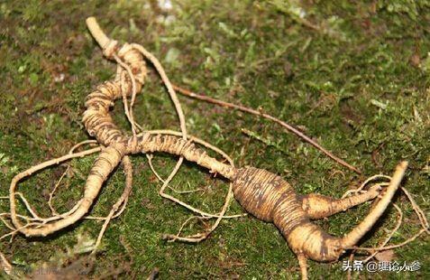 名贵药材有哪些_泡酒的名贵药材有哪些