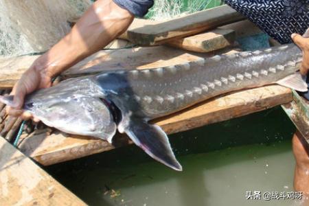 珍稀动物_珍稀动物纪念币