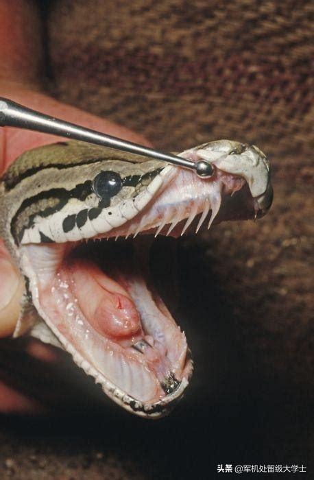 中国最吓人的一条巨蛇_中国最大的蛇