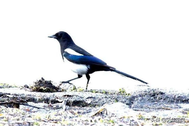 春雨后的小故事_雨后春天小故事