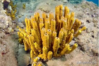 海绵宝宝是一种原始的什么动物