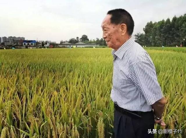 袁隆平的事迹介绍300_袁隆平的事迹介绍300字