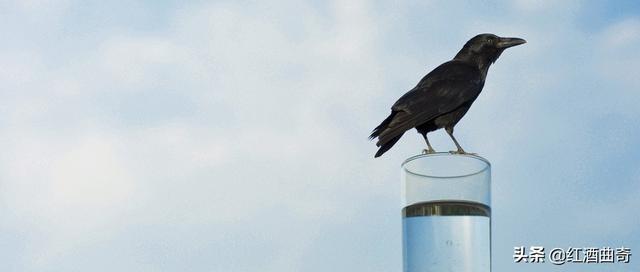 乌鸦喝水故事的道理