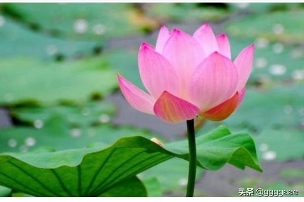 美文摘抄_美文摘抄一百字