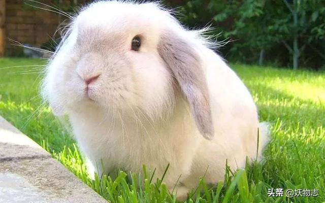 大灰狼和小白兔的故事音频_大灰狼和小白兔的故事语音版