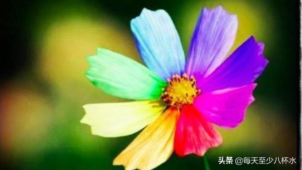 七色花故事主要内容简单_七色花故事的主要内容