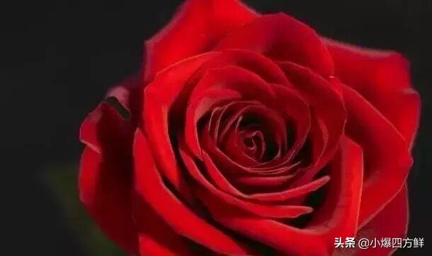 各种玫瑰花语大全（26种常见玫瑰花花语）