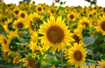 太阳花花语是什么意思（太阳花什么含义）