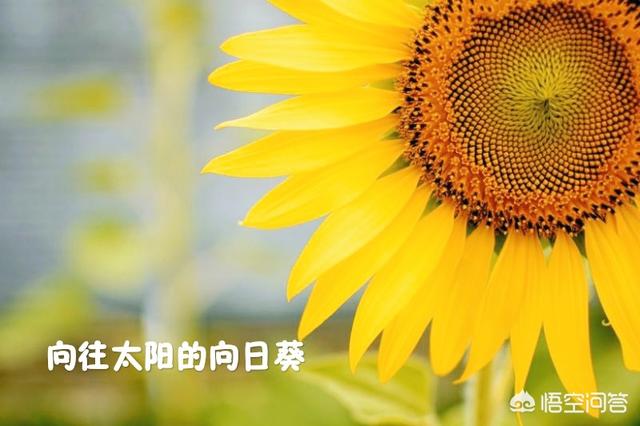 节气表（节气表二十四节气顺口溜）