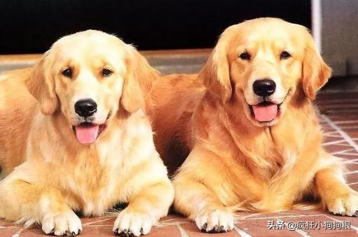 养什么狗好 适合家养（上班族养什么狗最省心）